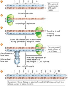 Chemical mutagens and their mechanisms