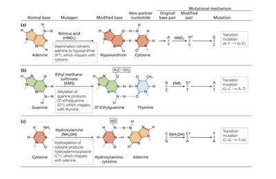 Overview of DNA damage, repair, and mutation