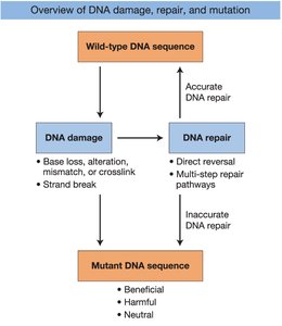 Mismatch repair system