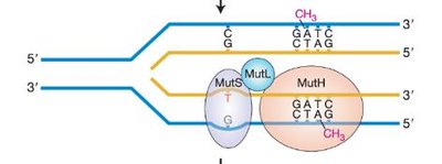 Nucleotide excision repair mechanism