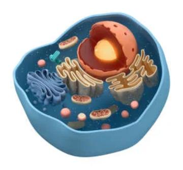 Cell with mitochondria