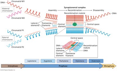 Diagram of synaptonemal complex formation