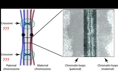 Chiasma and crossing over