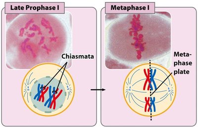 Bivalents at metaphase plate in Metaphase I