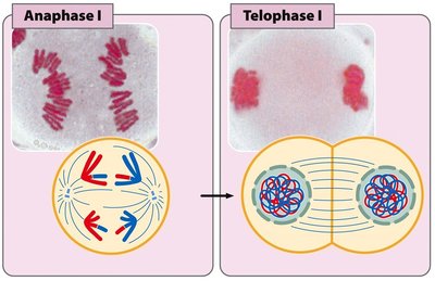 Anaphase I movement of homologs