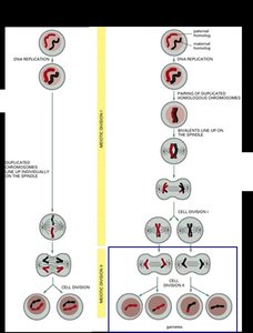 Meiosis II: separation of sister chromatids