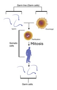 Diagram showing germ line, somatic cells, and gamete formation