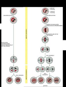 Diagram comparing mitosis and meiosis