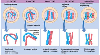 Diagram of Prophase I substages