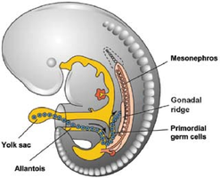 Embryonic development of gonadal ridge and sexual differentiation