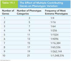 Table: Effect of multiple contributing genes on phenotypic variation