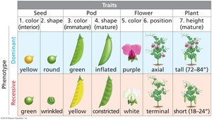 Table of Mendelian traits in pea plants