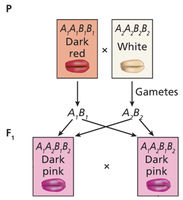Diagram of polygenic inheritance in wheat
