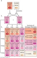 Inheritance of grain color in wheat through additive alleles