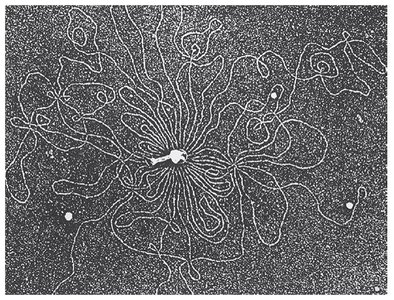 Electron micrograph of bacteriophage T2 DNA