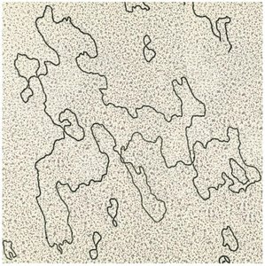 Electron micrograph of chloroplast DNA (cpDNA)