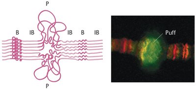 Diagram and photograph of a puff in a polytene chromosome