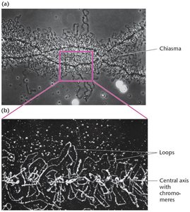 Lampbrush chromosomes from amphibian oocytes