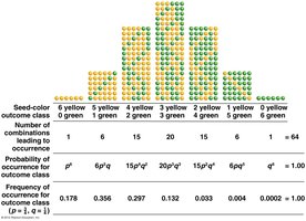 Seed color outcome classes and binomial probabilities