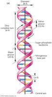 Double helix structure of DNA with major and minor grooves