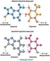 Hydrogen bonding between base pairs in DNA