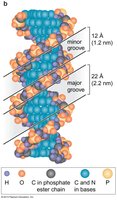 Major and minor grooves in DNA double helix