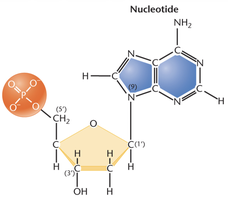 Structure of a nucleotide showing phosphate, sugar, and base
