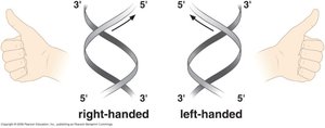 B-DNA structure with helical parameters