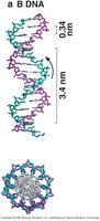 A-DNA structure