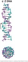 Z-DNA structure