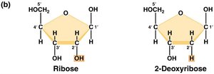 Comparison of ribose and deoxyribose sugars