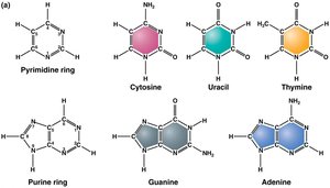 Structures of purine and pyrimidine bases