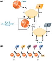 Phosphodiester bond formation in DNA