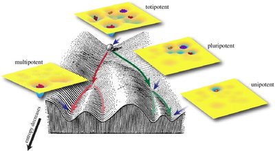Stages of early mammalian embryonic development