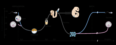 Global DNA methylation dynamics during development