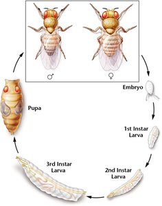 Maternal and zygotic gene hierarchy in Drosophila segmentation