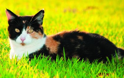 Calico cat showing mosaic coat color