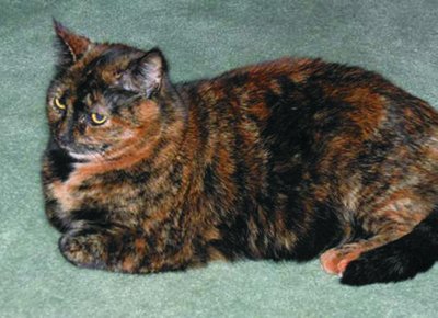 Tortoiseshell cat showing mosaic coat color