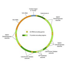 Circular map of the human mitochondrial genome, showing protein-coding, tRNA, and rRNA genes
