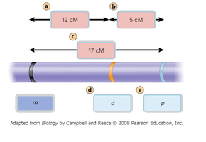 Chromosome map distances for M, D, P genes