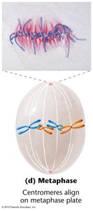 Metaphase chromosome alignment