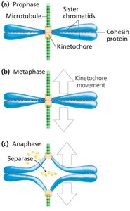 Cohesin and chromatid separation