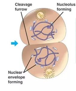 Telophase and nuclear envelope reformation