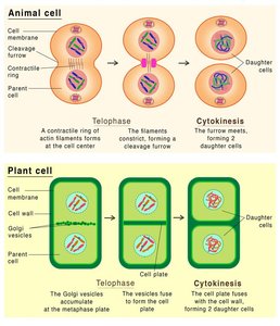 Cytokinesis diagram