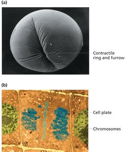 Cytokinesis in animal and plant cells