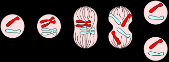 Diagram of mitosis stages