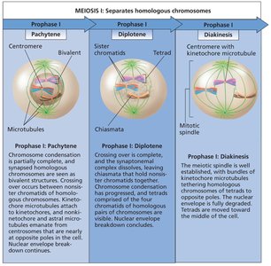 Stages of meiosis I