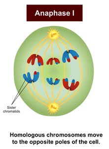 Cohesin and chiasmata in metaphase I