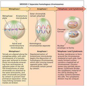 Stages of meiosis I: metaphase, anaphase, telophase