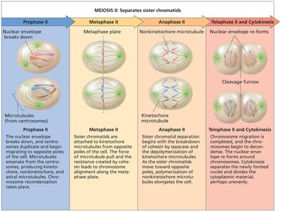 Stages of meiosis II